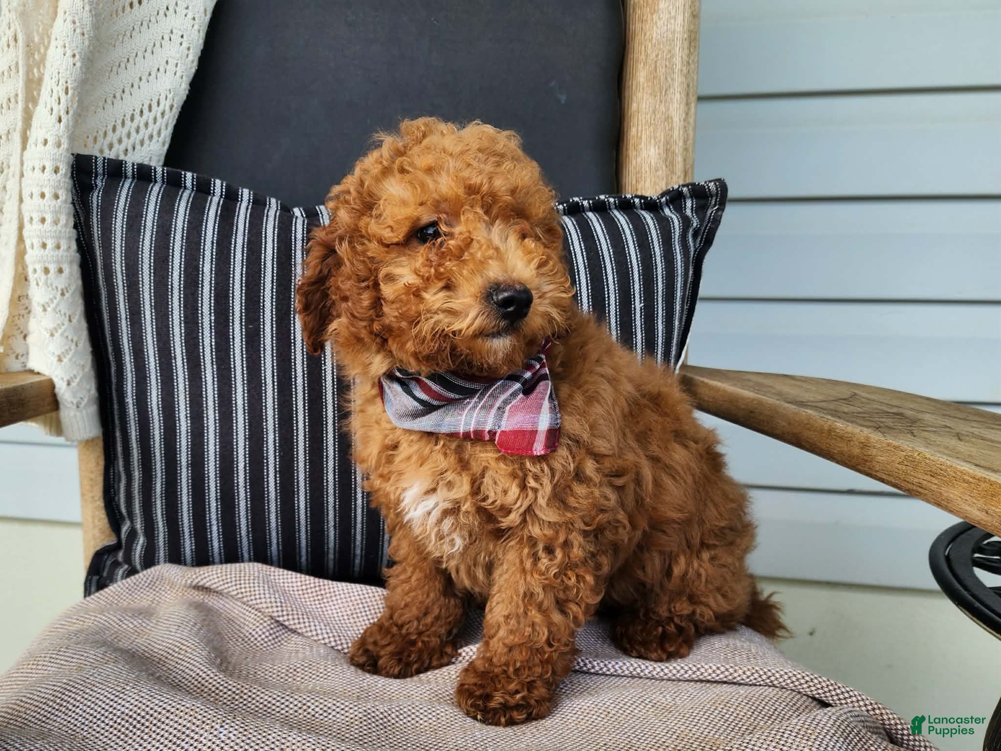 Mini Bernedoodle dogs Blake - Ad 9