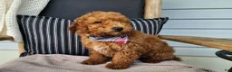 Mini Bernedoodle dogs for sale: Blake - Ad 1