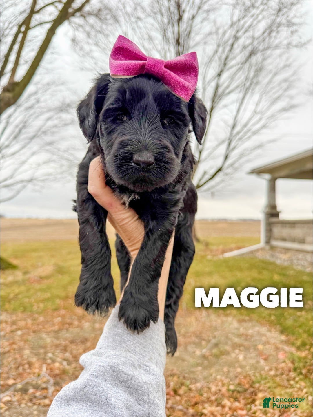 Goldendoodle dogs for sale: Maggie - Ad 1