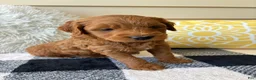 Mini Goldendoodle dogs for sale: Mini Goldendoodle “Milo” - Ad 6