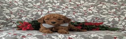Mixed Breed dogs for sale: Brice Hypoallergenic - Ad 5