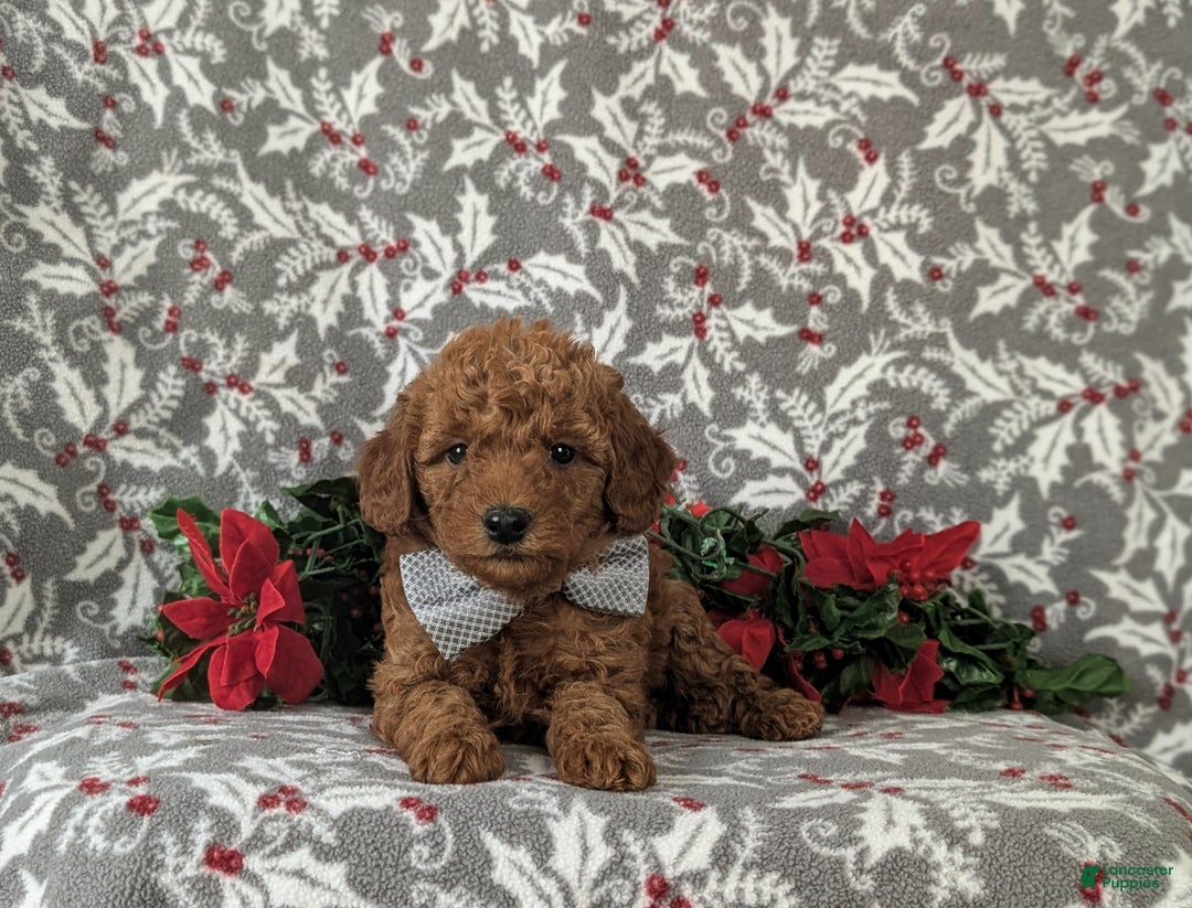 Mixed Breed dogs for sale: Brice Hypoallergenic - Ad 5