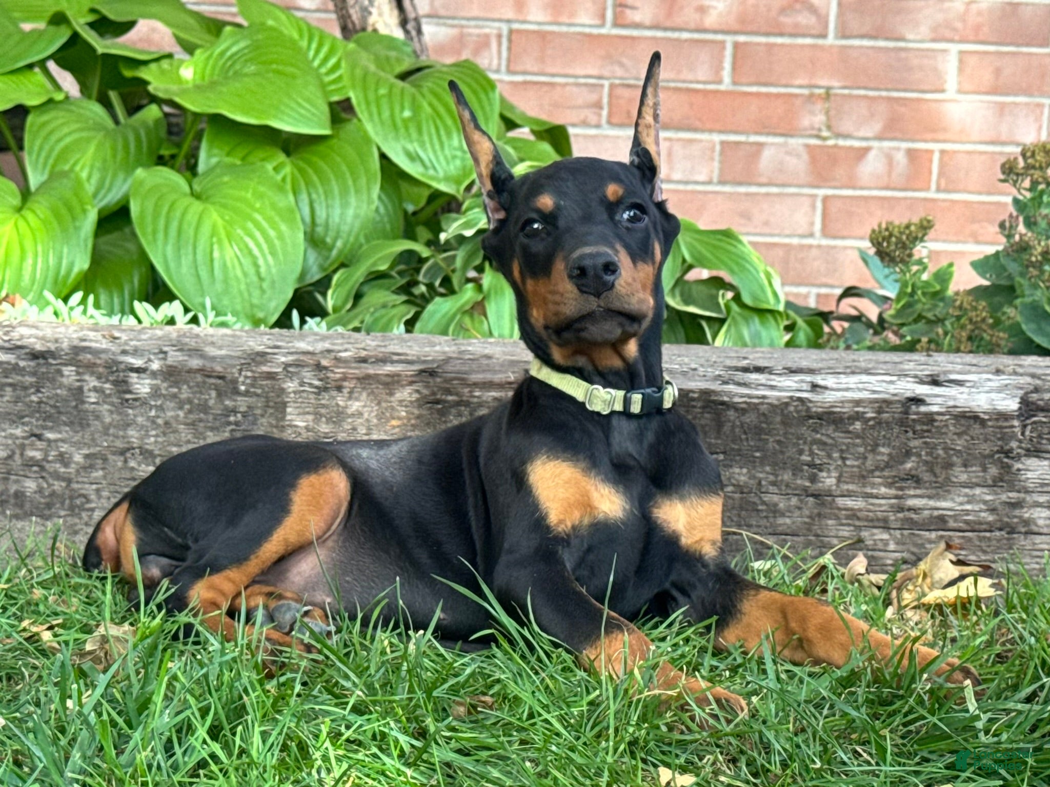 Doberman Pinscher dogs Bella - Ad 1