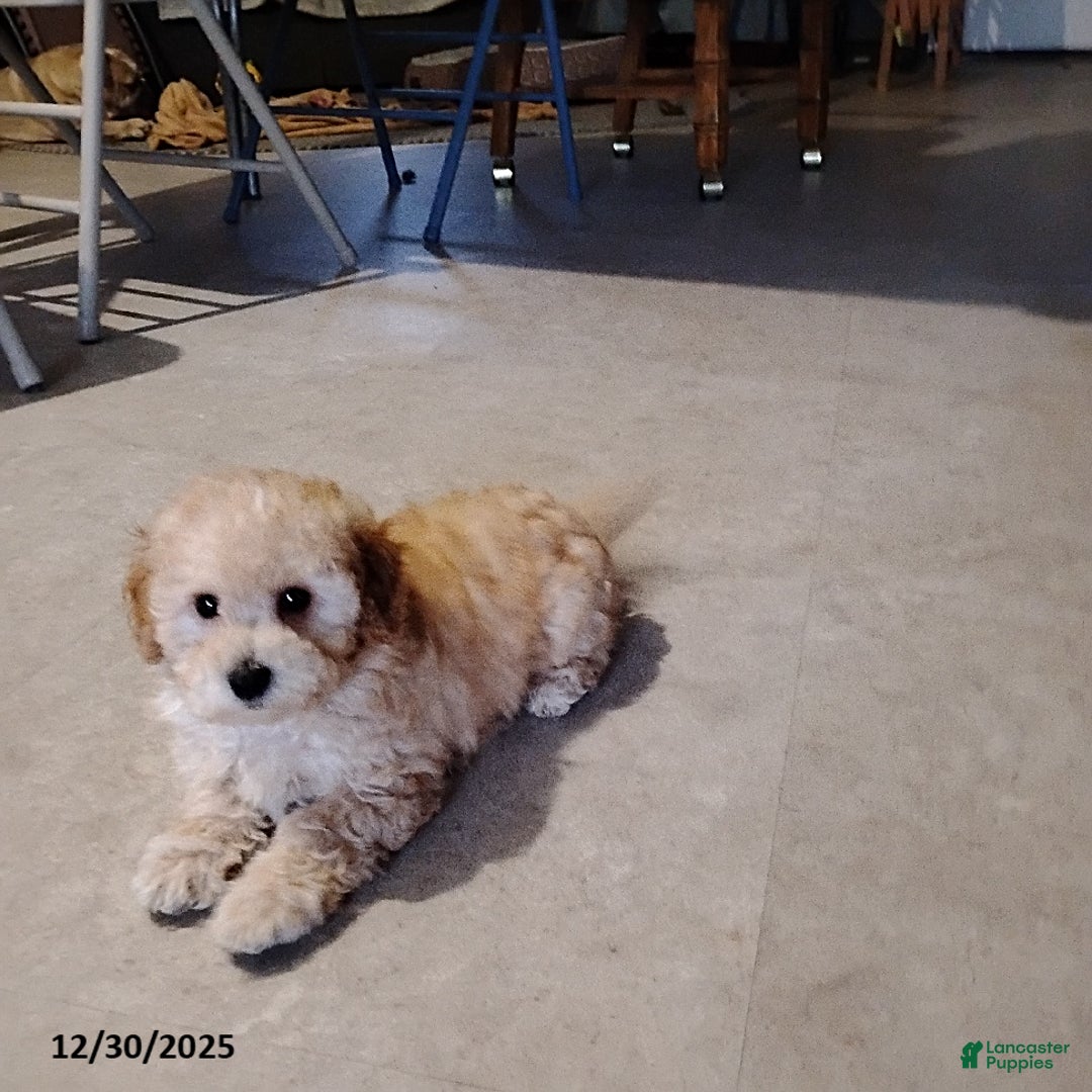 Mini Bernedoodle dogs for sale: Roselani - Ad 4