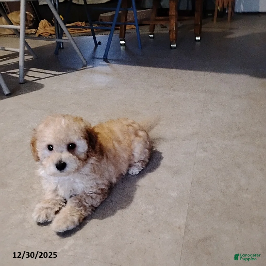 Mini Bernedoodle dogs for sale: Roselani - Ad 11