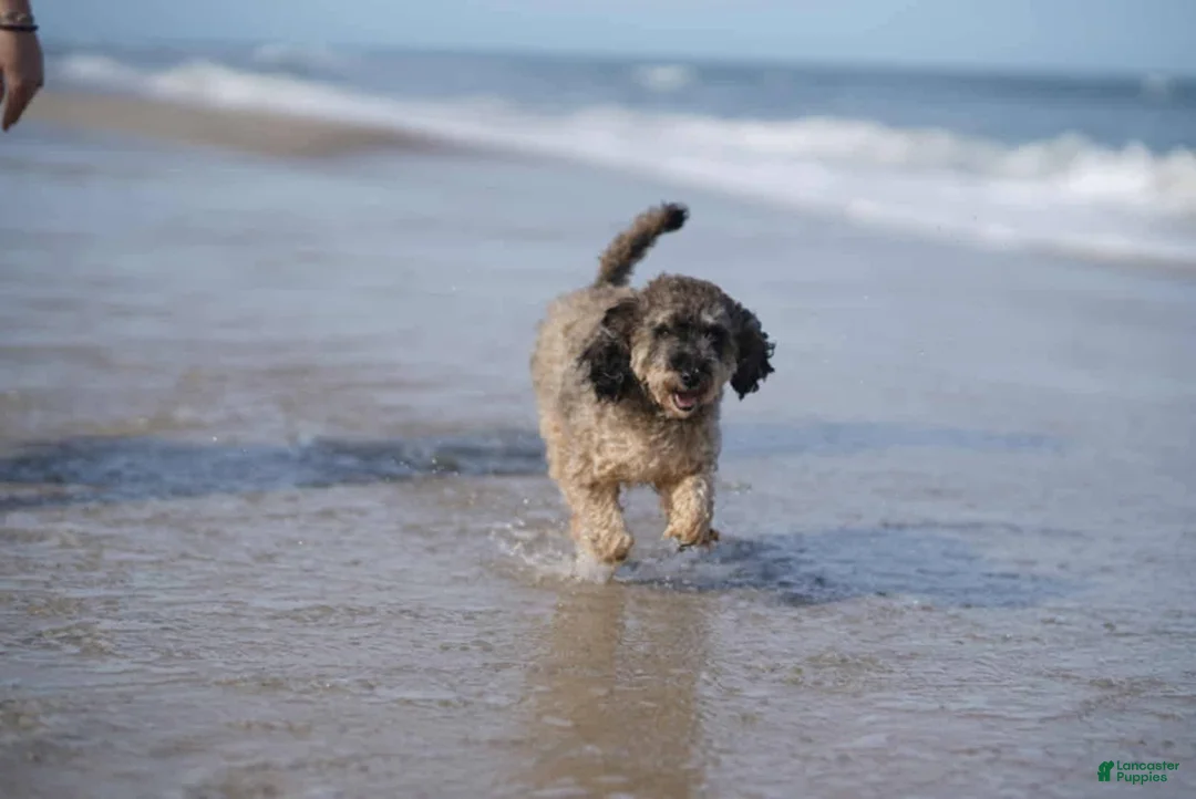 Mini Goldendoodle dogs for sale: Colonel mustard - Ad 14