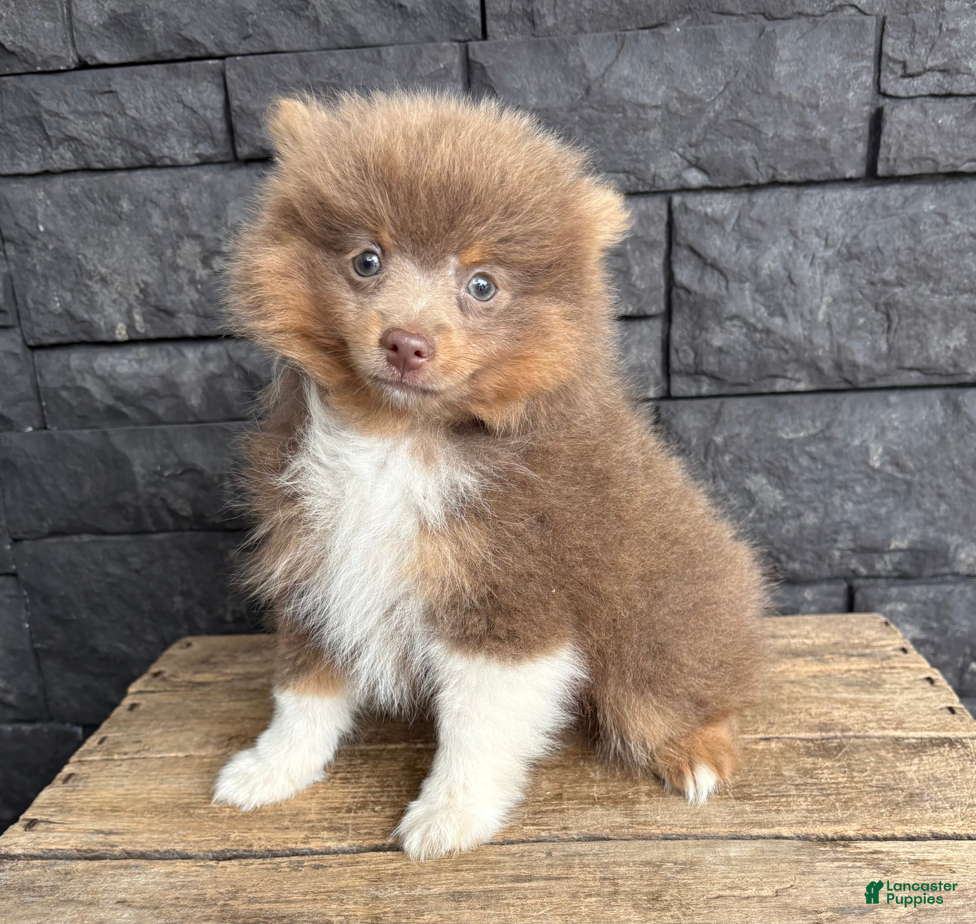 Pomeranian dogs Felix - Ad 1