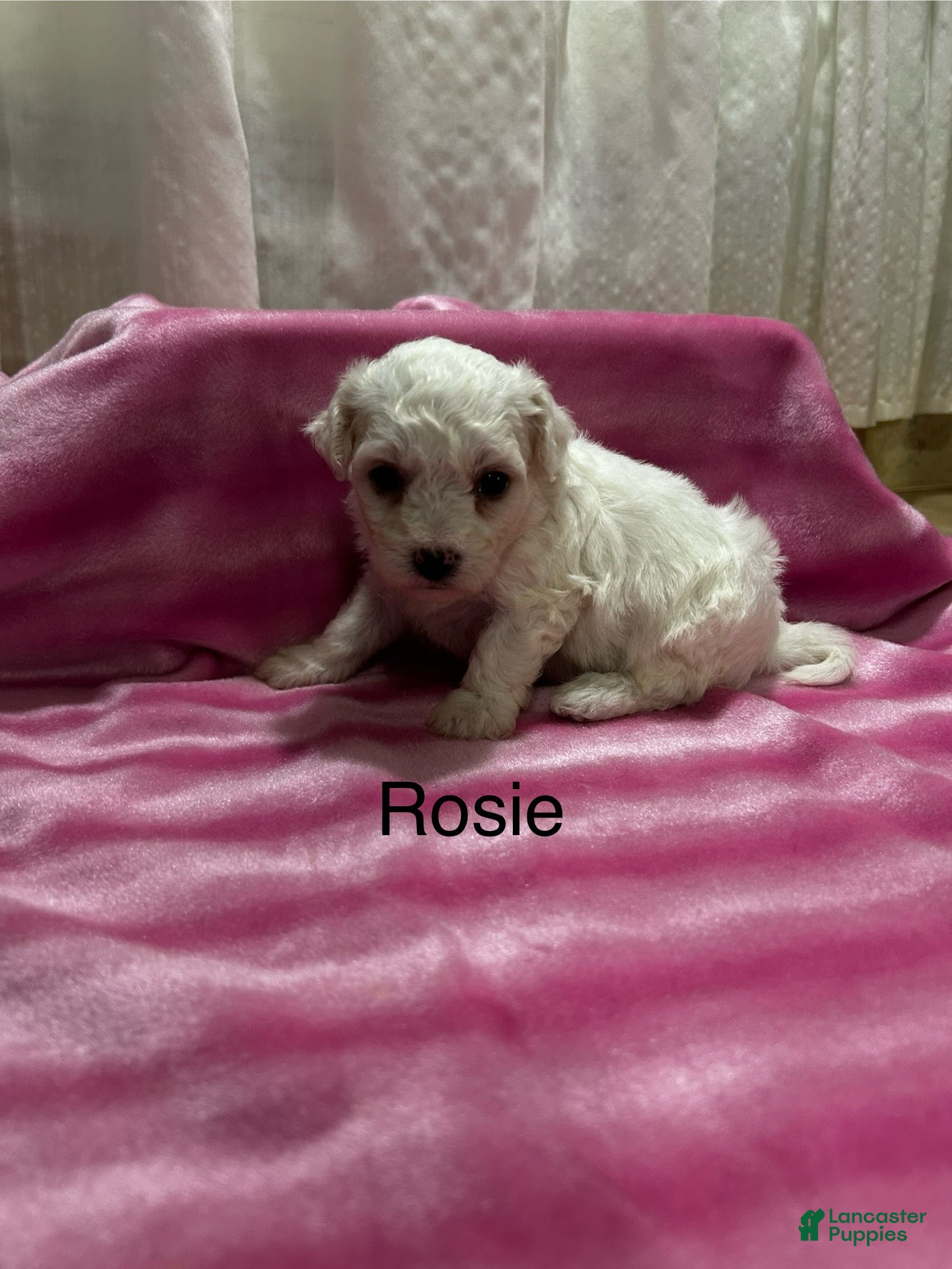 Bichon Frise dogs Bichon Frise 2 Rosie - Ad 20