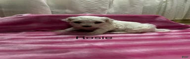 Bichon Frise 2 Rosie