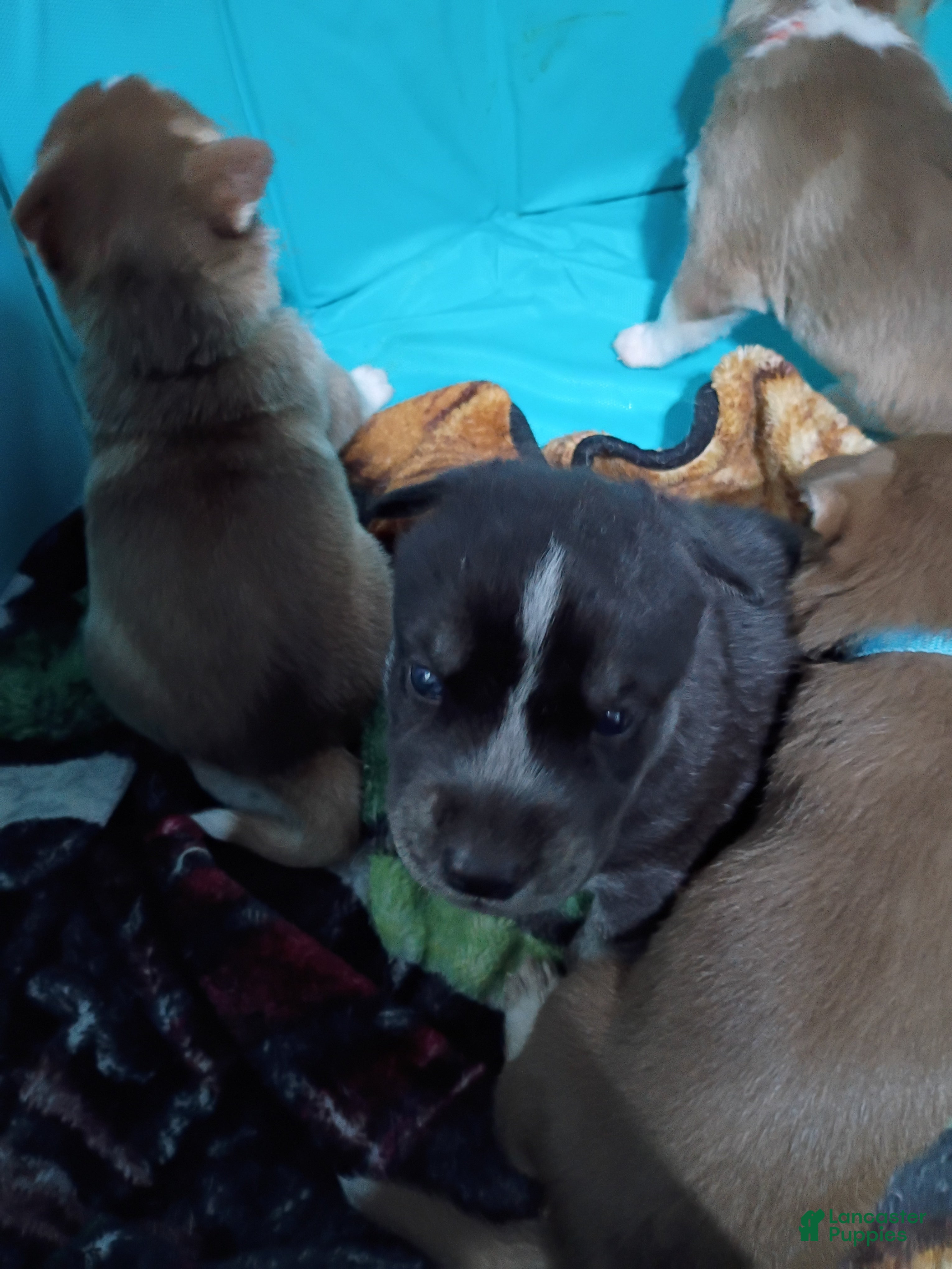 Siberian Husky dogs Dark Green Collar 3rd Born - Temp Name is Jade/Jay - Ad 14