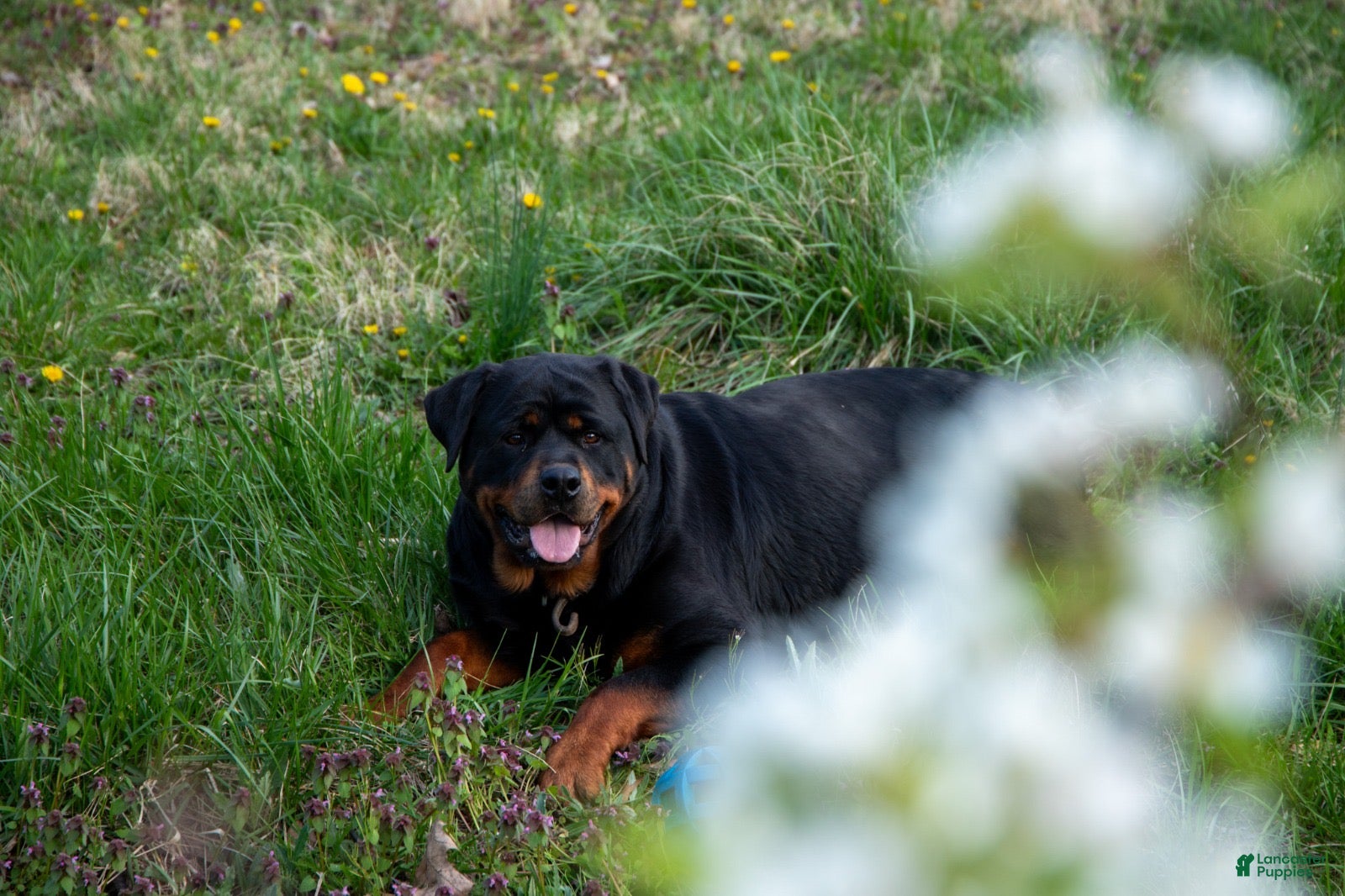 Rottweiler dogs Enzo - Ad 2