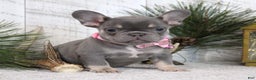 French Bulldog dogs for sale: Ann - Ad 1