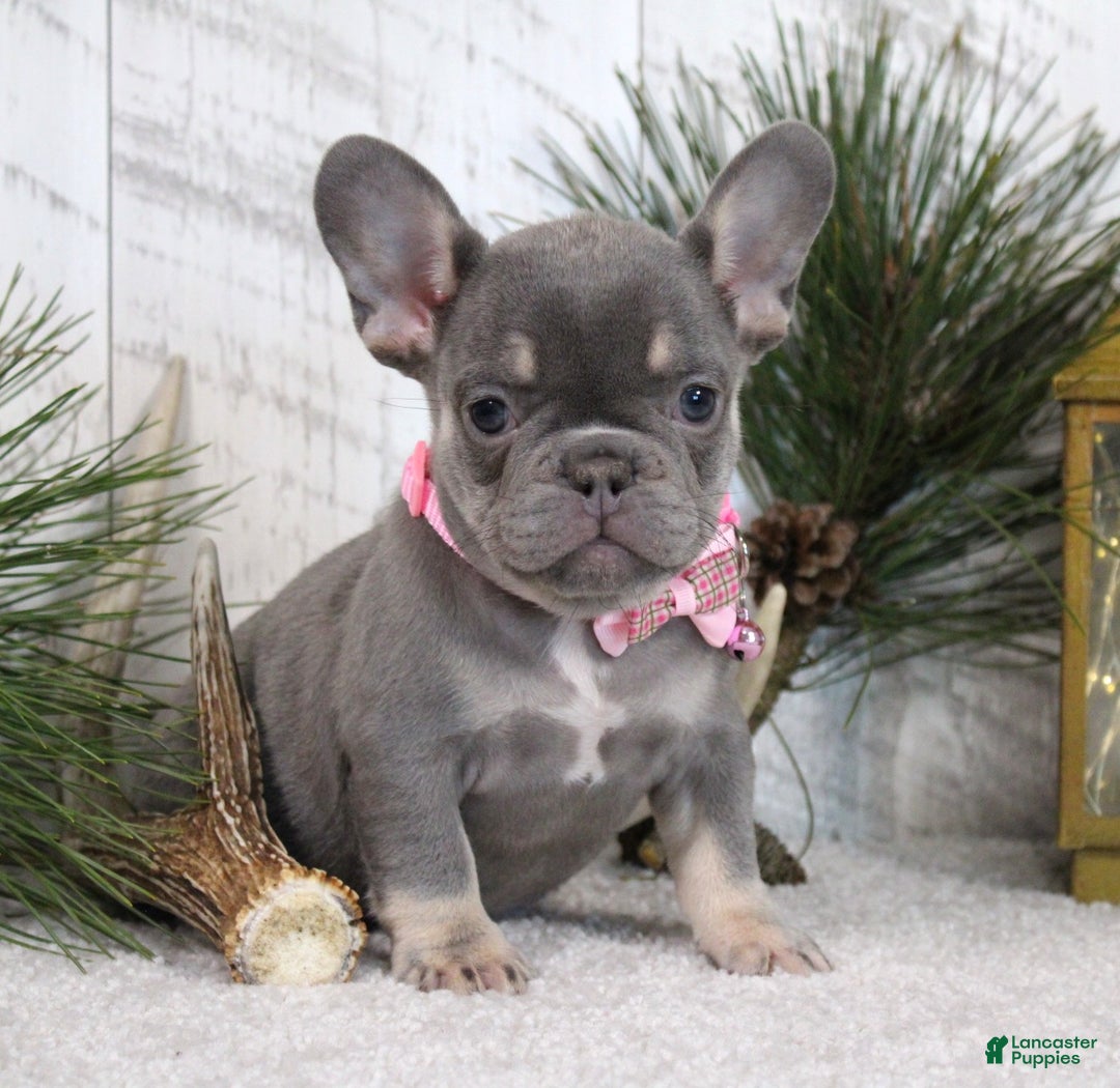 French Bulldog dogs for sale: Ann - Ad 1