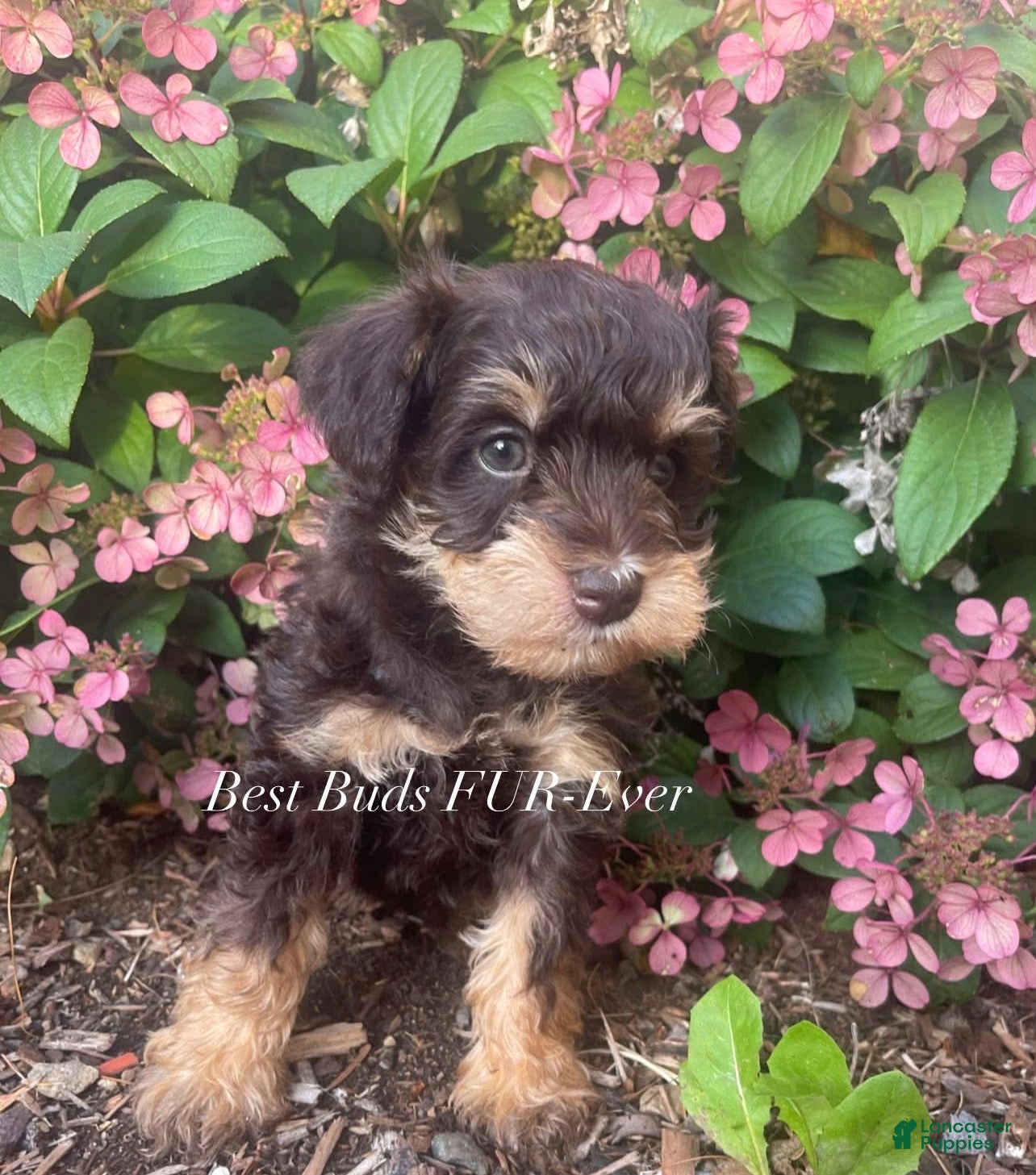Miniature Schnauzer dogs Miniature Schnauzer 2 - Ad 1