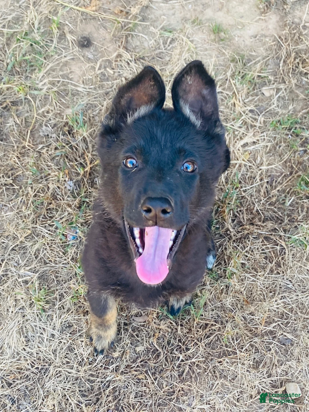 German Shepherd dogs for sale: German Shepherd 1 - Ad 2