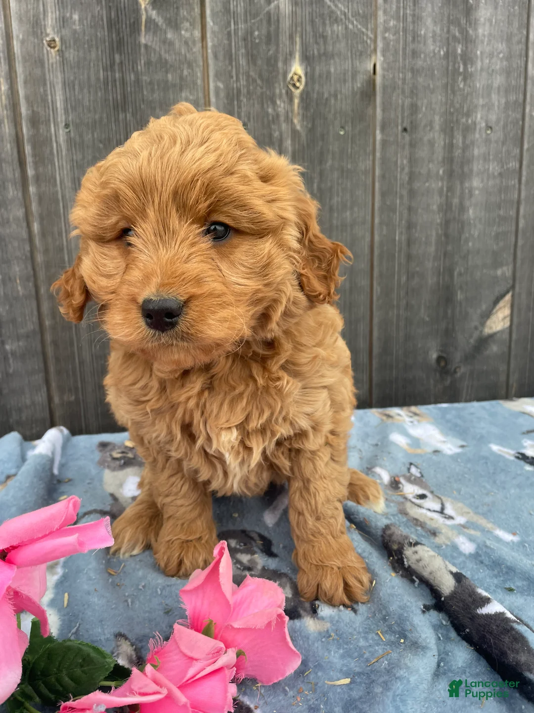Mini Goldendoodle dogs for sale: Maisie - Ad 2