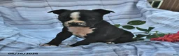 Boston Terrier dogs for sale: Alma Black and White - Ad 2