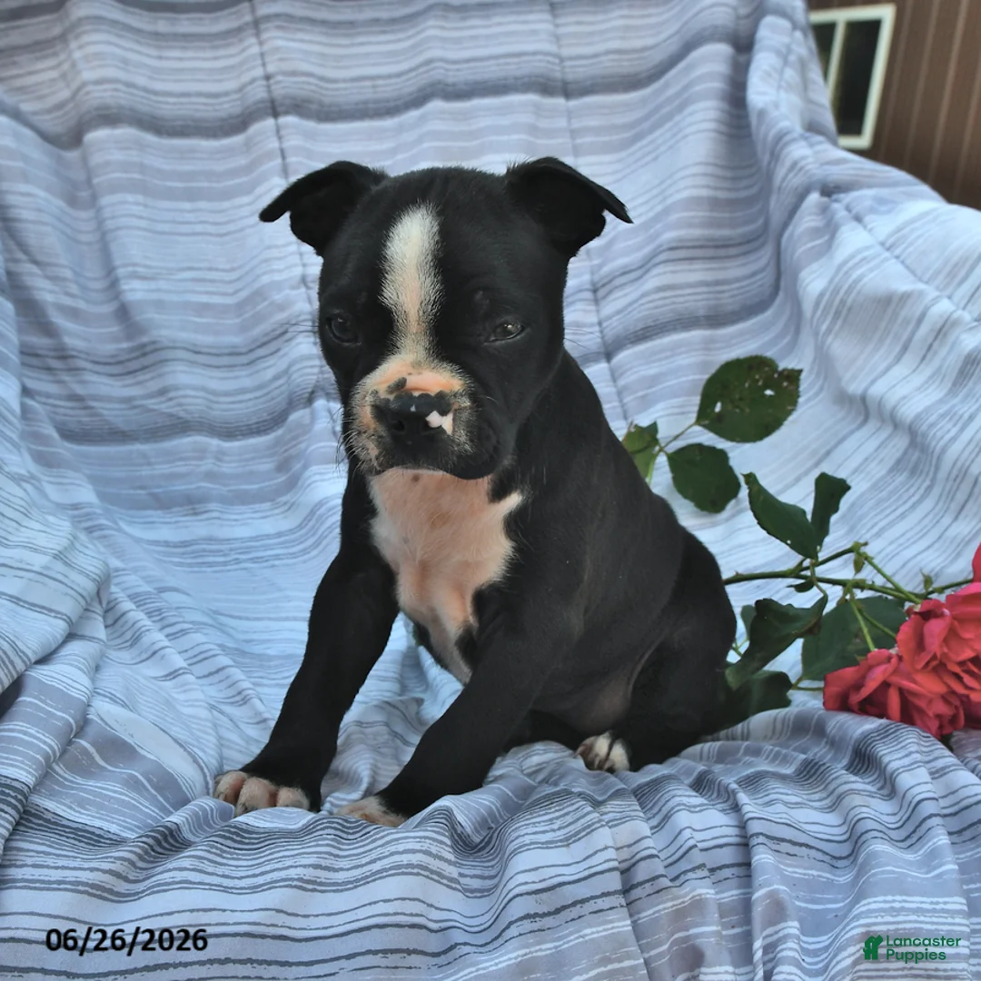 Boston Terrier dogs for sale: Alma Black and White - Ad 2