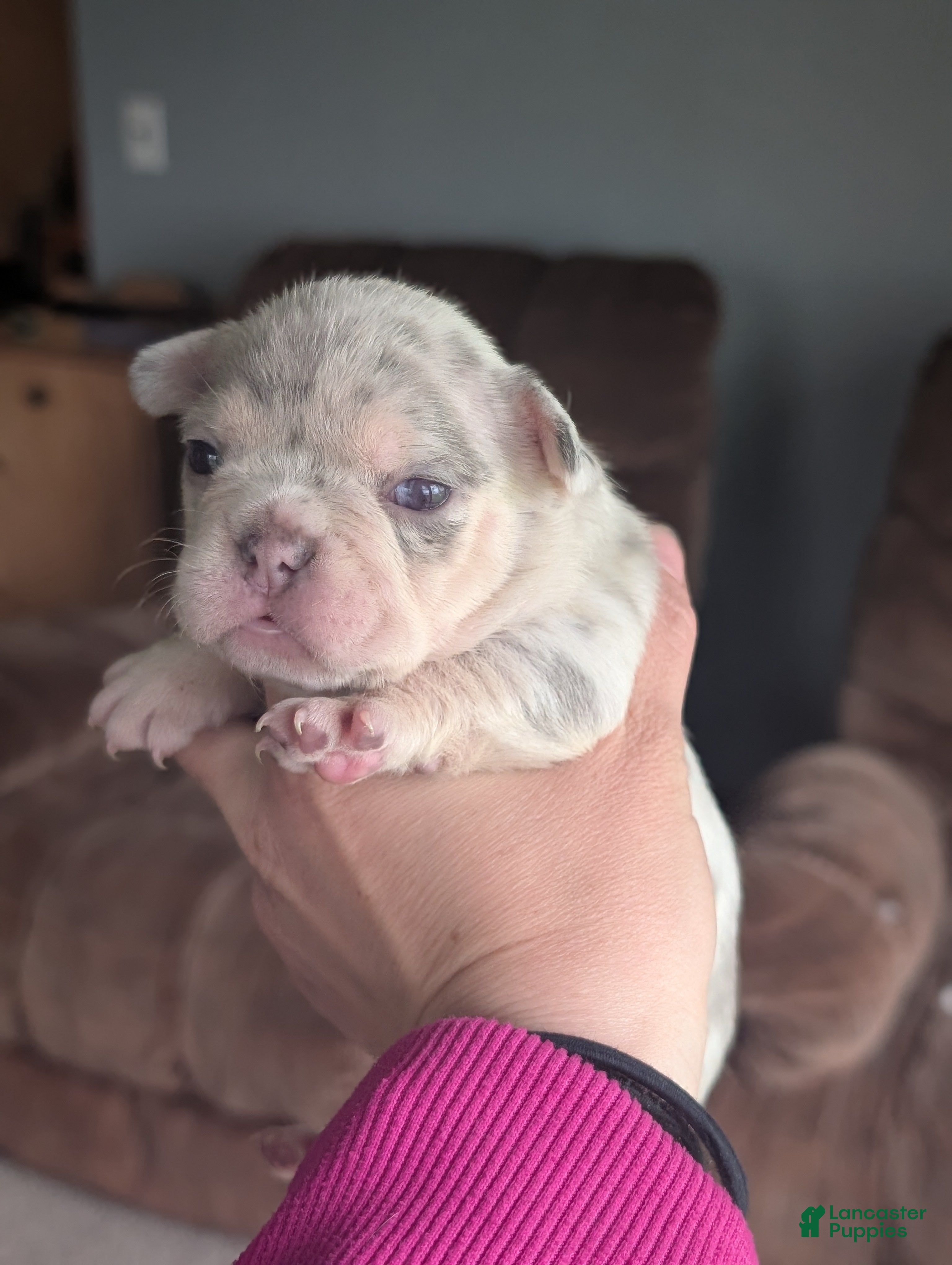 French Bulldog dogs Egg - Ad 11