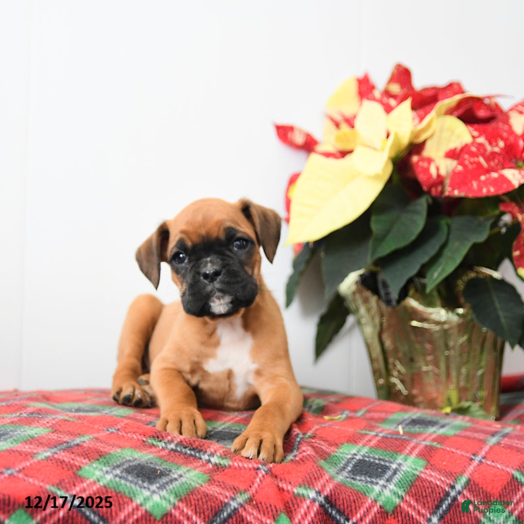 Boxer dogs for sale: Brie - Ad 2