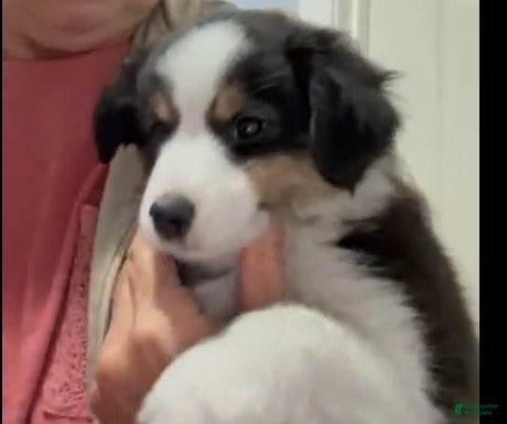 Miniature Australian Shepherd dogs Sandy - Ad 1