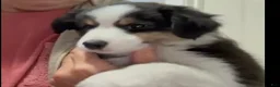 Miniature Australian Shepherd dogs for sale: Sandy - Ad 1