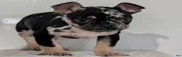 French Bulldog dogs for sale: Jax  - Ad 15