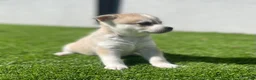 Alaskan Klee Kai dogs for sale: Rhaella - Ad 5