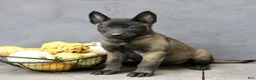 Belgian Malinois dogs for sale: Ramona  - Ad 1