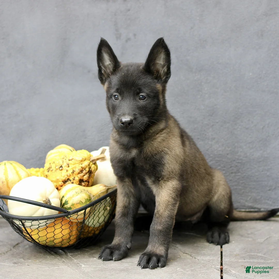 Belgian Malinois dogs for sale: Ramona  - Ad 1