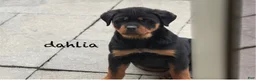 Rottweiler dogs for sale: Dahila (long tail)  - Ad 1