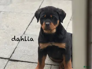 Rottweiler dogs Dahila (long tail) - Ad 33