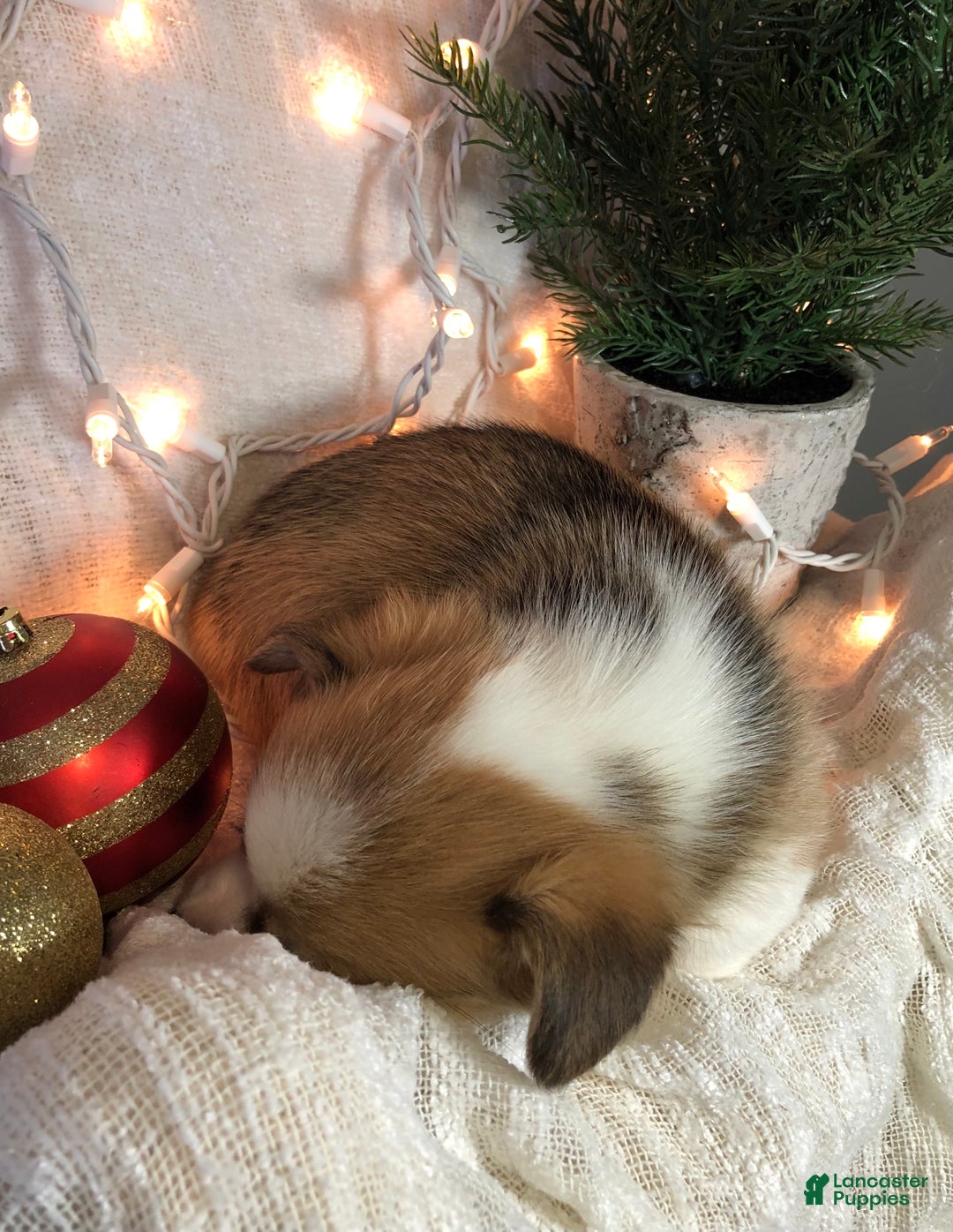 Welsh Corgi Pembroke dogs for sale: Noelle  - Ad 4