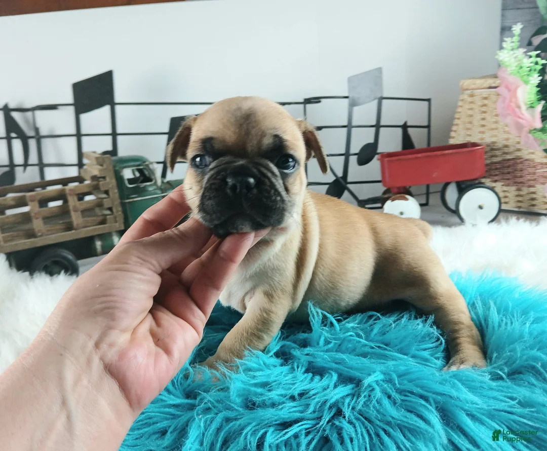 French Bulldog dogs for sale: Frenchie boy, NATIONWIDE DELIVERY  - Ad 3