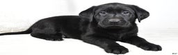 Labrador Retriever dogs for sale: Cooper - Ad 6