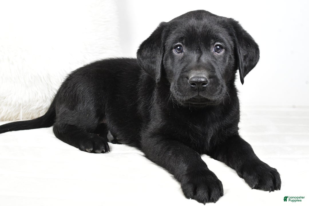 Labrador Retriever dogs for sale: Cooper - Ad 6