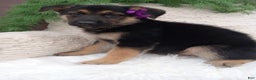 German Shepherd dogs for sale: Annie - Ad 2