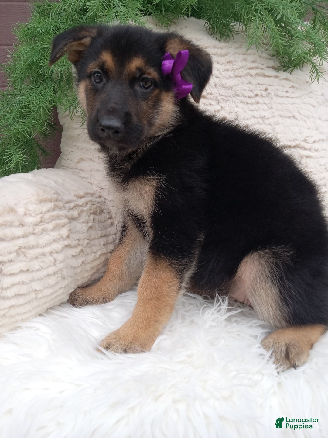 German Shepherd dogs for sale: Annie - Ad 2