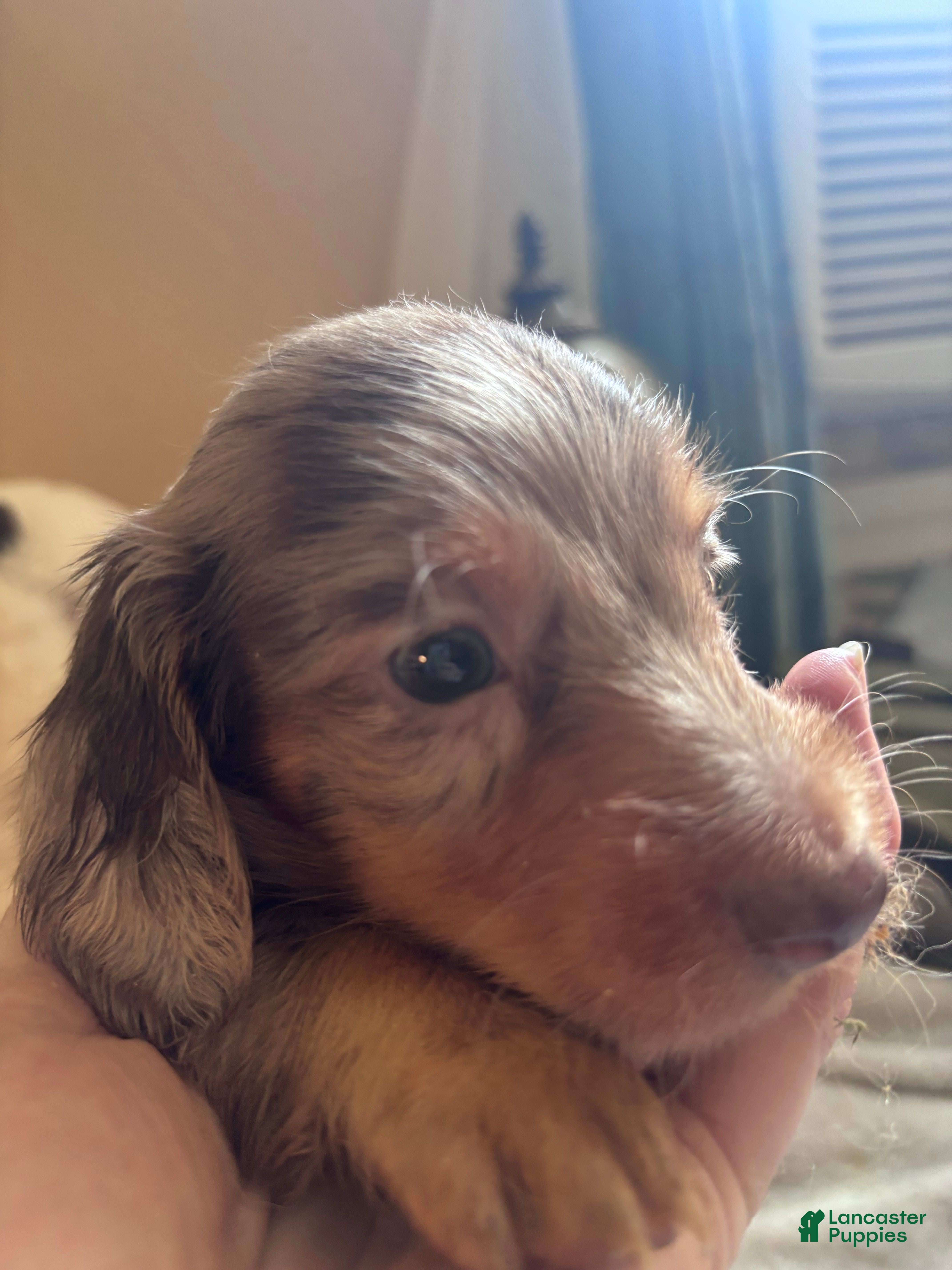 Dachshund dogs Glenn AKC long coat mini - Ad 1