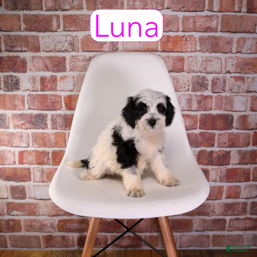 Mixed Breed dogs for sale: Luna - Ad 2