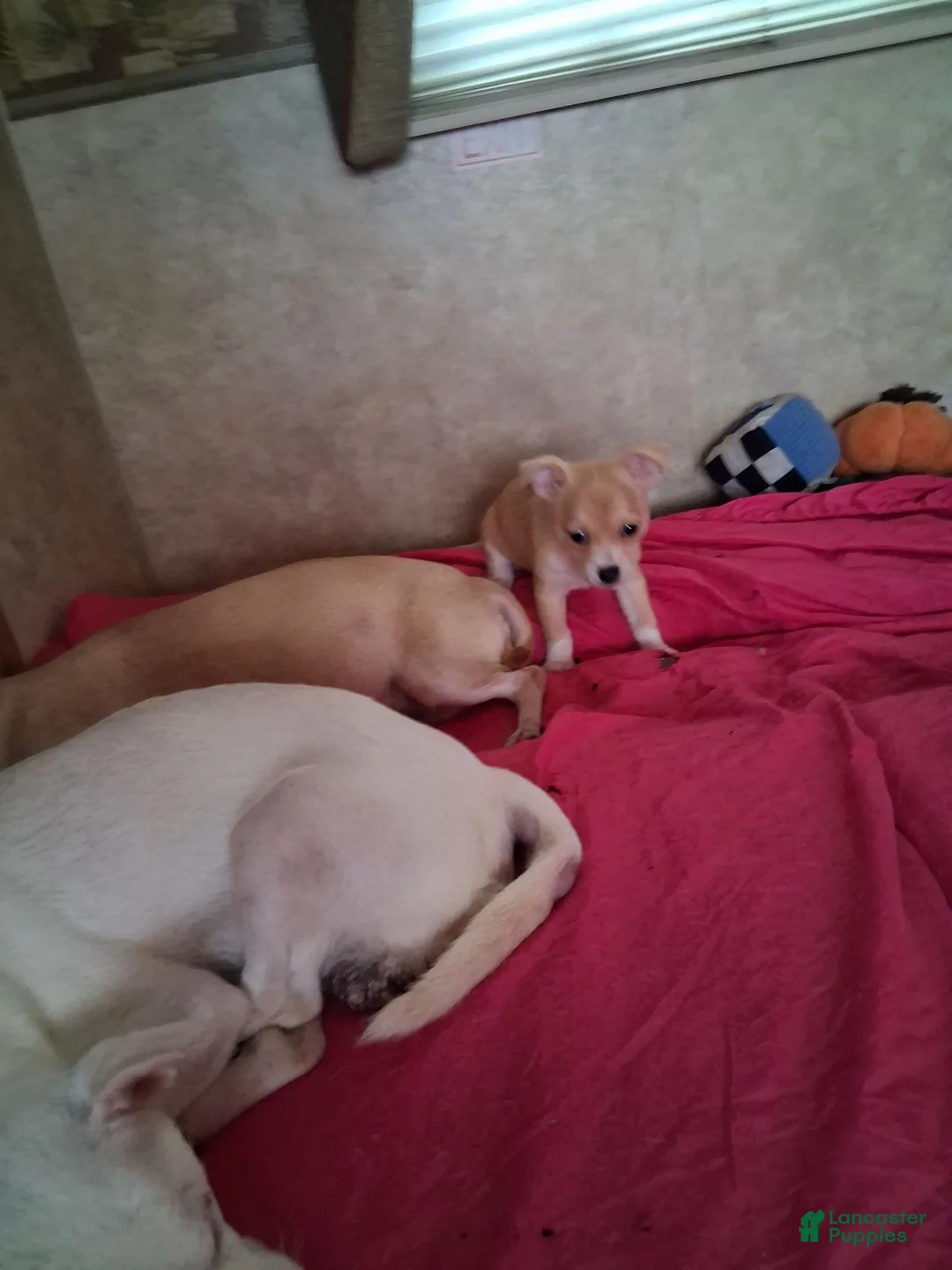 Chihuahua dogs for sale: Chihuahua 1 - Ad 2