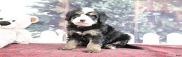 Mini Bernedoodle dogs for sale: Tucker - Ad 3