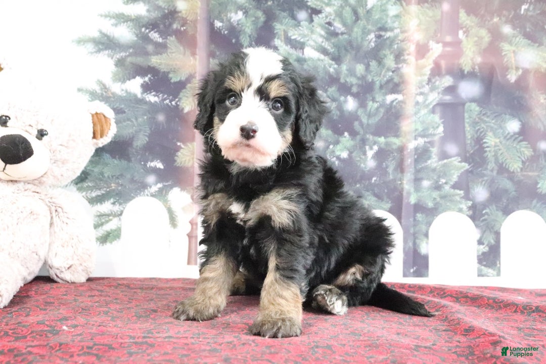 Mini Bernedoodle dogs for sale: Tucker - Ad 3
