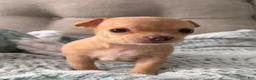 Chihuahua dogs for sale: Nala - Ad 2