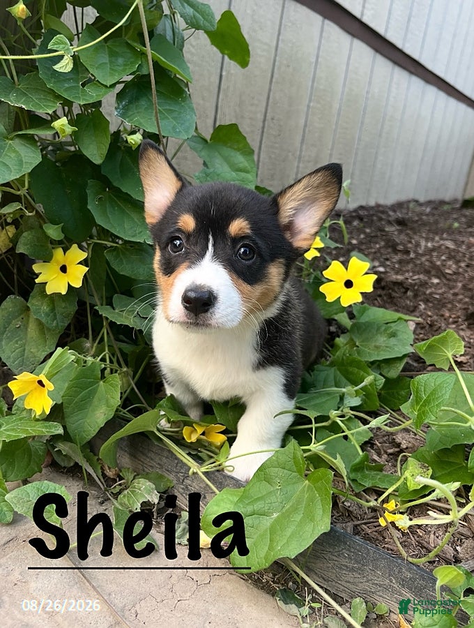 Welsh Corgi Pembroke dogs Sheila - Ad 1