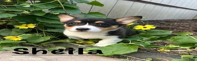 Sheila