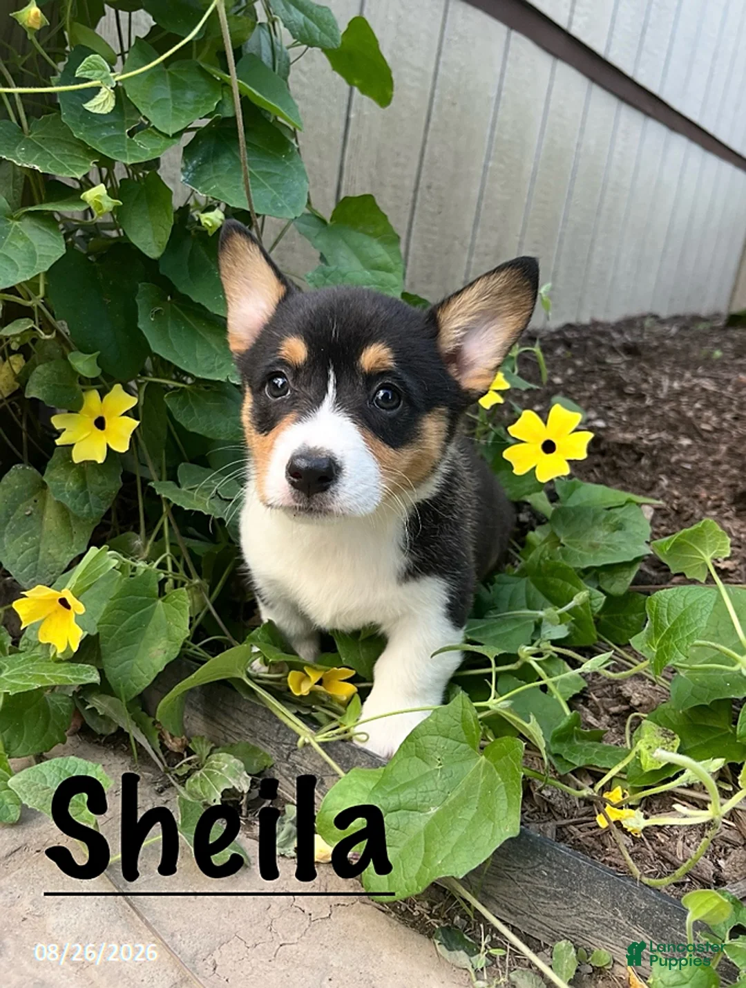 Welsh Corgi Pembroke dogs for sale: Sheila - Ad 1