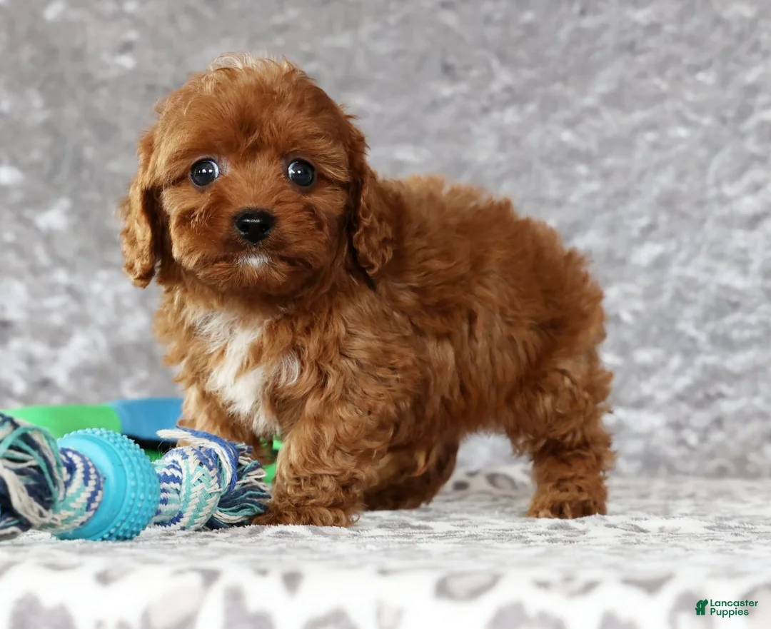 Cavapoo dogs for sale: Miles - Ad 6