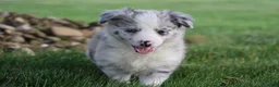 Border Collie dogs for sale: Remy - Ad 5
