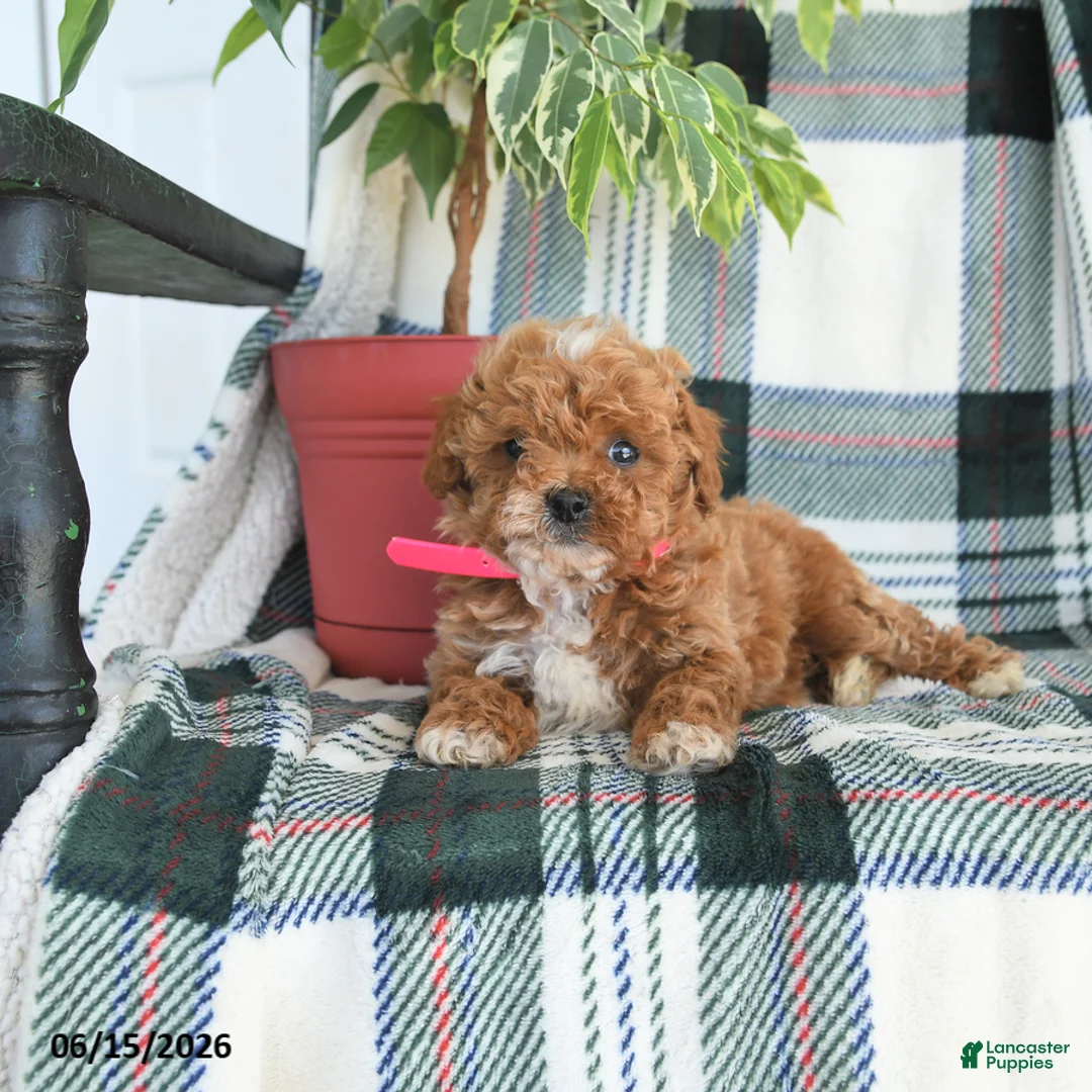 Cavapoo dogs for sale: April - Ad 2